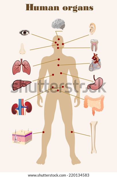 Vector Illustration Diagram Human Anatomy Stock Vector (Royalty Free