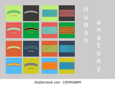 vector illustration of diagram of human bone anatomy