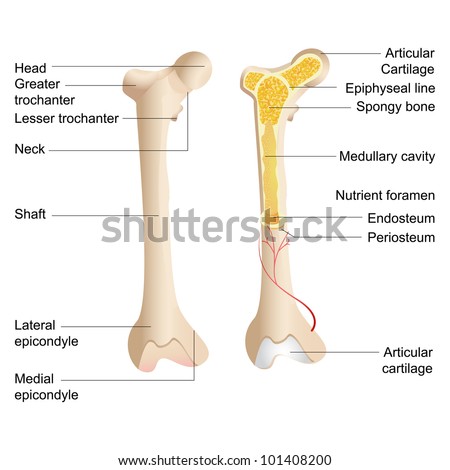 Vector Illustration Diagram Human Bone Anatomy Stockvektor (Royaltyfri
