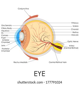 Vector Illustration Of Diagram Of Human Eye Anatomy