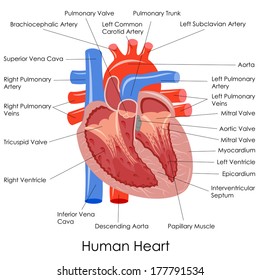 vector illustration of diagram of human heart anatomy