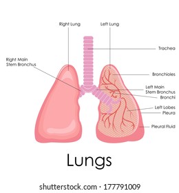 Vector Illustration Of Diagram Of Human Lungs Anatomy