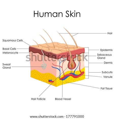 Vector Illustration Diagram Human Skin Anatomy Stock Vector (Royalty