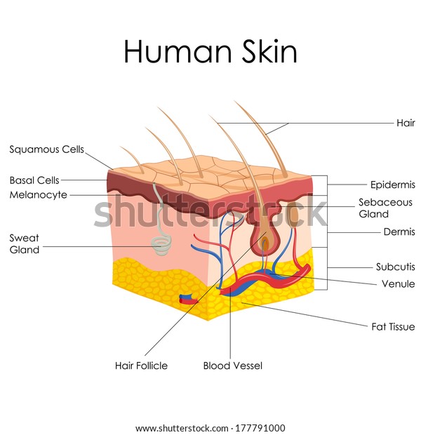 Vector Illustration Diagram Human Skin Anatomy Stock Vector (Royalty