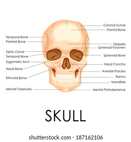 vector illustration of diagram of human skull