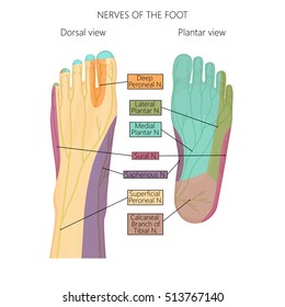 Vector illustration (diagram) of the nerves and cutaneous innervation of the human foot (with palmar and dorsal view). Used transparency.