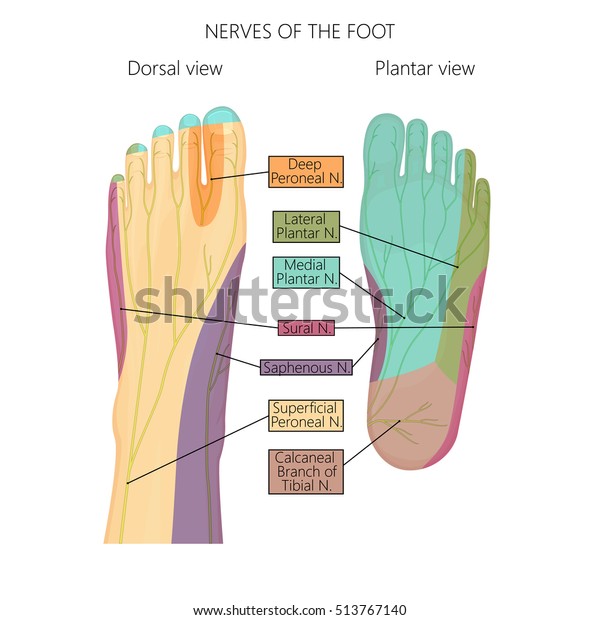 人間の足の神経と皮膚の神経支配のベクターイラスト 図 掌側と背側を見た 使用された透明度 のベクター画像素材 ロイヤリティフリー