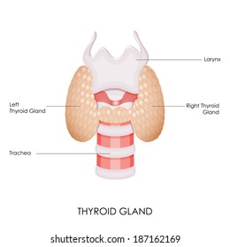 Vector Illustration Of Diagram Of Thyroid Gland