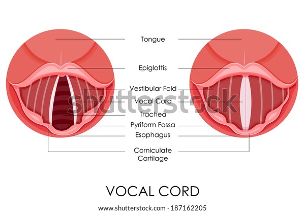 Vector Illustration Diagram Vocal Cord Stock Vector Royalty Free 187162205