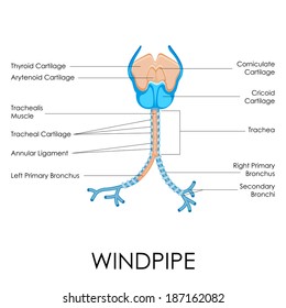 vector illustration of diagram of windpipe