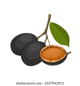Vector illustration, Dialium cochinchinense or velvet tamarind, isolated on white background.