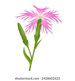 Vector illustration, Dianthus superbus or Fringed Pink, isolated on white background.