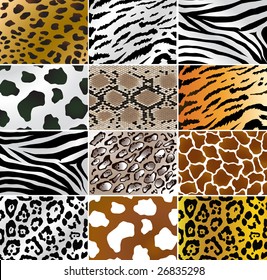 Vector Illustration of different animals and snakes skins