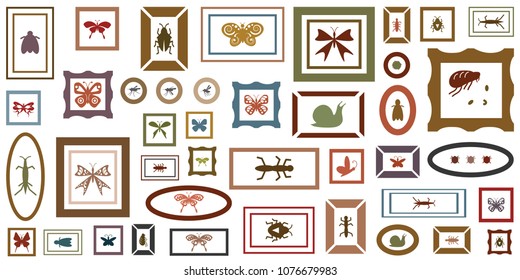 vector illustration of different bugs and insects in frames or insectarium or collection