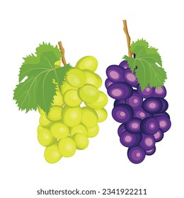 Ilustración vectorial de diferentes racimos de uvas de vino. Frutos verdes, violetas y rojos de macetas de uva madura cruda con imagen de hojas y tendrilos vegetales. 