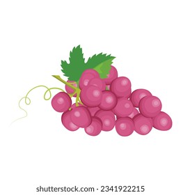 Vector illustration different bunch of wine grapes. Green, violet and red pink fruit of raw ripe grape banches with leaf and plant tendrils image set. 