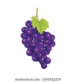 Vector illustration different bunch of wine grapes. Green, violet and red pink fruit of raw ripe grape banches with leaf and plant tendrils image set. 