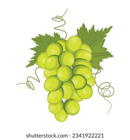 Vector illustration different bunch of wine grapes. Green, violet and red pink fruit of raw ripe grape banches with leaf and plant tendrils image set. 