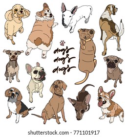 Vector illustration of different dogs breed on white background. Typography design elements for prints, cards, posters, products packaging, branding.