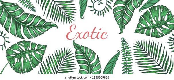 Vector illustration with different exotic leaves. 