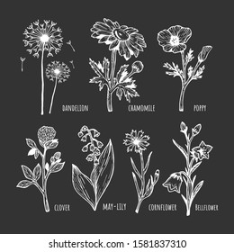 Vector illustration of a different field spring flower set on black background. Dandelion, chamomile, poppy, clover, lilies of the valley, cornflower, bell. Hand drawn sketchy doodle outline style.