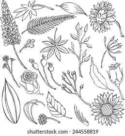 vector illustration of different flowers