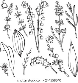 vector illustration of different flowers