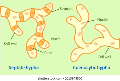 Vector illustration of different forms of hyphae. Colourful fungus biology picture.