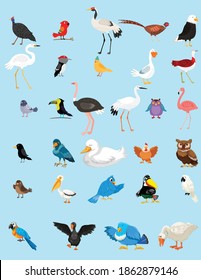 Vector illustration of different kind of birds. Cute cartoon birds. Vector illustration