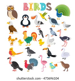 Vector illustration of different kind of birds. Cute cartoon birds. Vector illustration