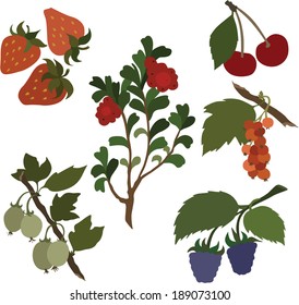 Vector illustration of different kinds of berries 