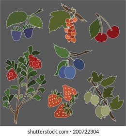 Vector illustration of different kinds of berries 