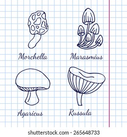 Vector illustration of different kinds of mushrooms on background of graph paper