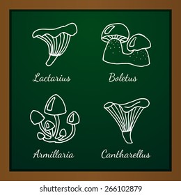Vector illustration of different kinds of mushrooms on background of green blackboard