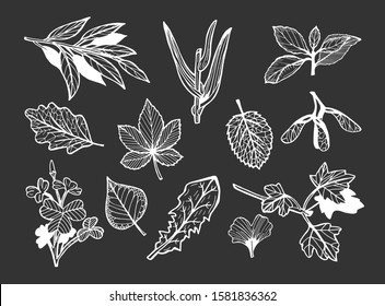 Vector illustration of a different leaves set on black background. Clover, chestnut, gingko, maple, stem, grass, ash, oak, dandelion. Hand drawn doodle outline style.