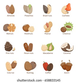 Vector illustration of different nuts. Vector set isolate