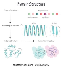 Vector Illustration of Different Protein Structures