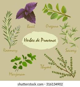 Vector illustration of different provencal herbs: rosemary, basil, oregano, savory, thyme, marjoram.