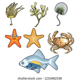 Vector illustration  of different Sea Creatures