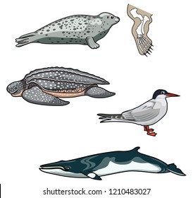 Vector illustration  of different Sea Creatures