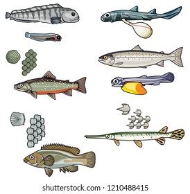 Vector illustration  of different Sea Creatures