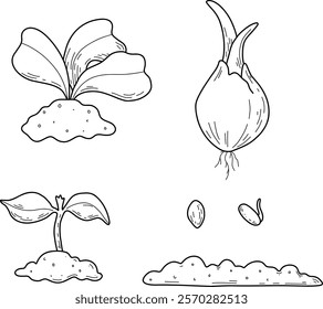 Vector illustration of different stages of growing plants. Suitable for use on websites, articles, labels, packaging. Gardening tools. Growing vegetables. Spring greenhouse plants, seedlings