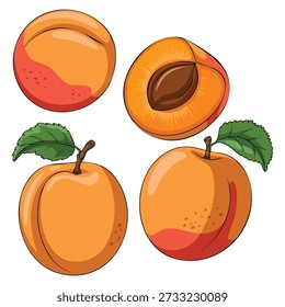 Ilustración vectorial de diferentes tipos de patrón de conjunto grande de albaricoque adecuado para el diseño de menú de bebidas de salud orgánica colección de comidas de gourmet suave a exquisito
