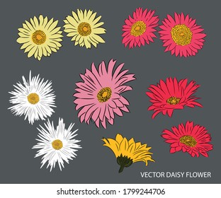 Vector illustration of different types of daisies with colors