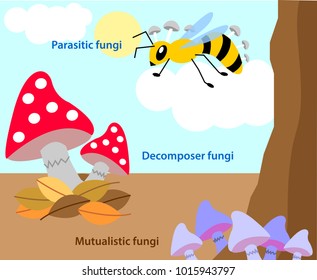 Vector illustration of different types of fungi. Colourful fungus biology picture.