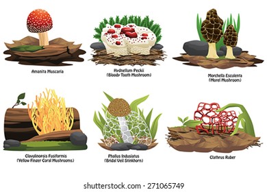 A vector illustration of different types of mushroom