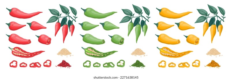 Vector illustration. Different types and sizes of chili pepper. Slices and piles of seeds and spices of green jalapeno, chili red and yellow pepper. Long and short pepper on branches with leaves