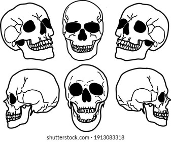 Vector Illustration Different Types Skull Stock Vector (Royalty Free ...