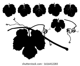 Vector illustration of different vine leaves. Drawing of sarment tendrils and vine leaf. Silhouette, shape.