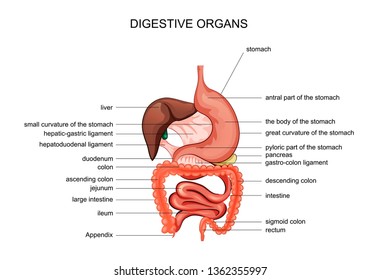 vector illustration of digestive organs. anatomy. gaster
